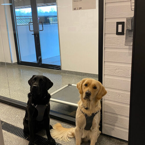 Dogs Trained in the A&L Foundation's Pod